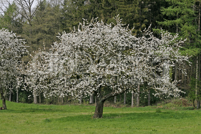 Kirschbaum in Hagen a.T.W.