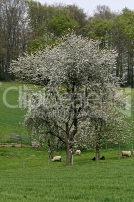 Kirschbaum in Hagen a.T.W.