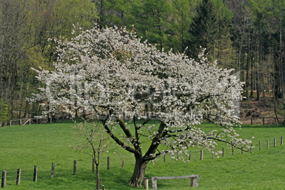 Kirschbaum in Hagen a.T.W.