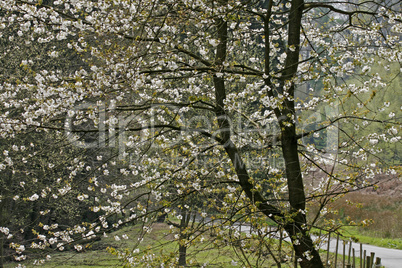 Kirschbaumblüten im Licht