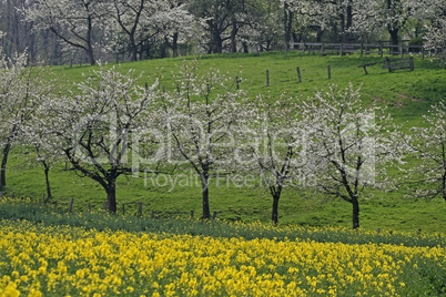 Kirschbäume in Hagen