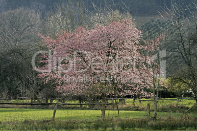 Prunus, Japanischer Kirschbaum