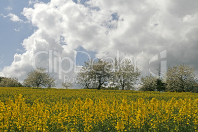 Rapsfeld im Osnabrücker Land