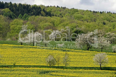 Rapsfeld mit Kirschbäumen