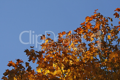 Acer platanoides, Spitz-Ahorn, Spitzblättriger Ahorn (Norway Maple)