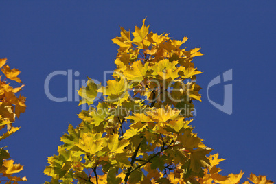 Acer platanoides, Spitz-Ahorn, Spitzblättriger Ahorn (Norway Maple)