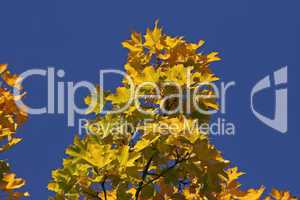 Acer platanoides, Spitz-Ahorn, Spitzblättriger Ahorn (Norway Maple)