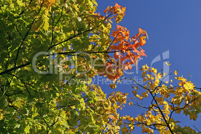 Acer platanoides, Spitz-Ahorn, Spitzblättriger Ahorn (Norway Maple)