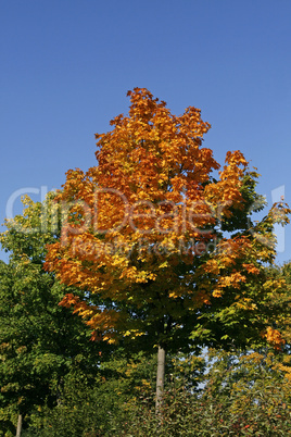 Ahornbaum im Herbst