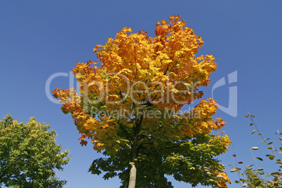 Ahornbaum im Herbst