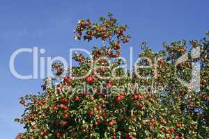 Apfelbaum mit reifem Obst (Malus)