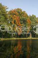 Mühlenteich im Herbst