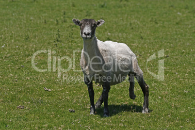 Schaf im Bodmin Moor, Colliford Lake, Cornwall