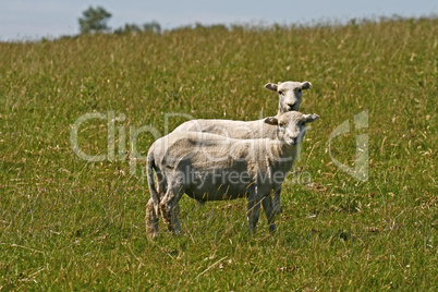 Schaf im Bodmin Moor, Colliford Lake, Cornwal