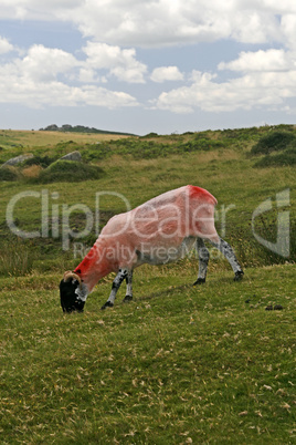 Rotes Schaf, Dartmoor, Devon, Cornwall, Südwestengland