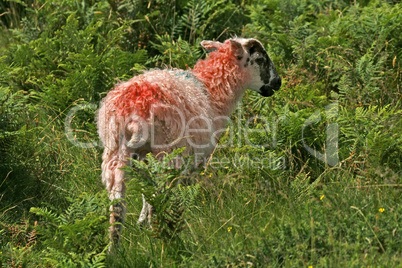 Rotes Schaf, Dartmoor, Devon, Cornwall, Südwestengland