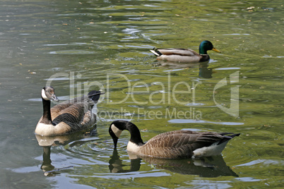 Kanadagans, Branta canadensis, Canada goose