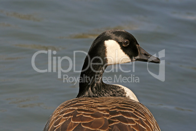 Kanadagans, Branta canadensis, Canada goose