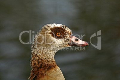 Nilgans, Alopochen aegyptiacus, Egyptian Goose