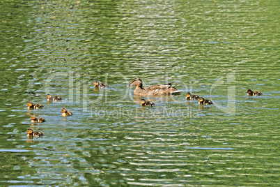 Stockente, Anas platyrhynchos