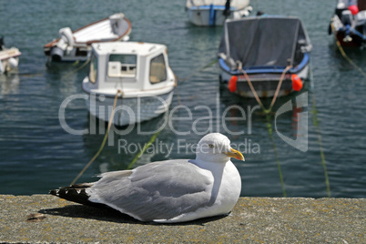 Silbermöwe, Larus argentatus, Herring Gull