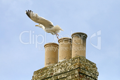 Silbermöwe, Larus argentatus, Herring Gull