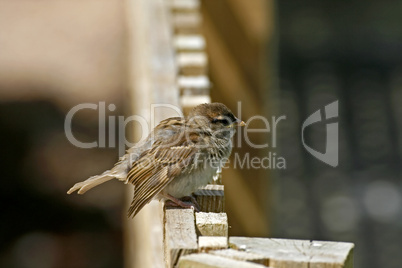 Haussperling, Passer domesticus, House Sparrow