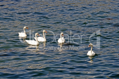 Höckerschwan, Cygnus olor, Mute swan