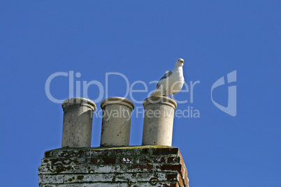 Silbermöwe, Larus argentatus, Herring Gull