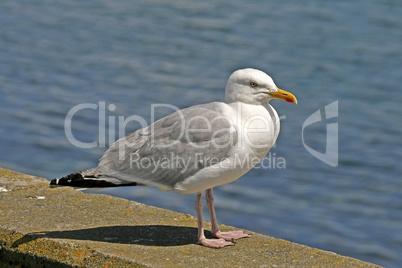 Silbermöwe, Larus argentatus, Herring Gull