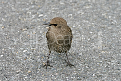 Star, Sturnus vulgaris, Starling