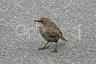 Star, Sturnus vulgaris, Starling