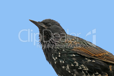 Star, Sturnus vulgaris, Starling