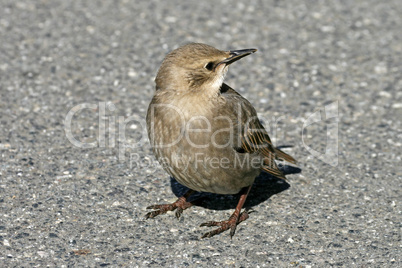 Star, Sturnus vulgaris, Starling