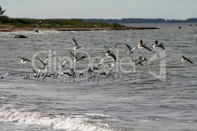 Vögel am Strand