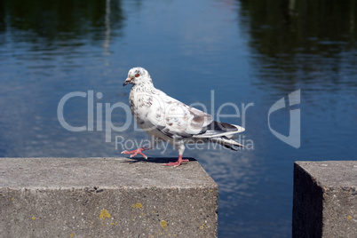 Walking pigeon