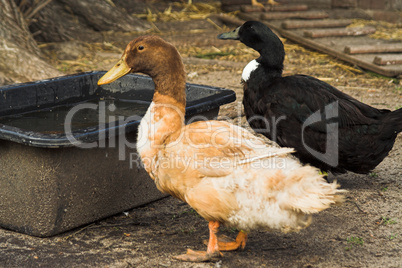 Orpington-Ente, Orpington duck