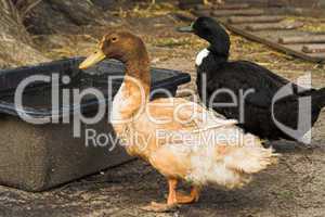 Orpington-Ente, Orpington duck