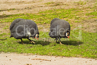 Perlhühner, guinea fowls