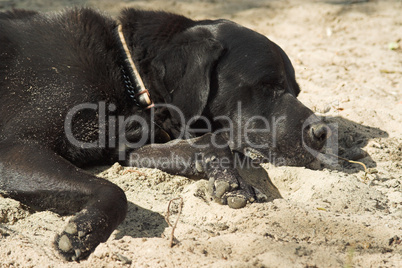Labrador-Rottweiler-Mischling,