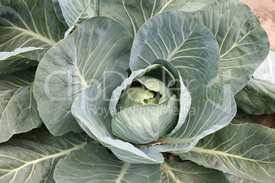 Head of cabbage