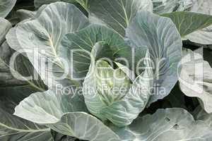 The head of cabbage
