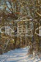Wald im Winter, forest in winter