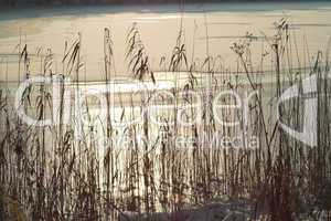 Schilf mit See im Winter, Reed and lake  in winter