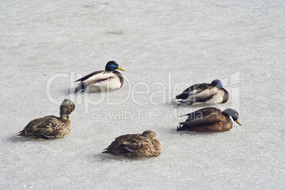 Enten auf dem Eis, ducks on a frozen lake