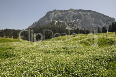 Bergwiese in den Schwyzer Voralpen