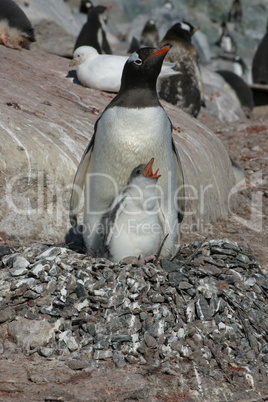 Penguin and chick in Antarctica