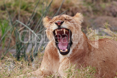 Yawning lion