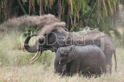 Elefant with cub