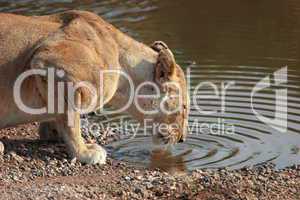 Lion drinking water